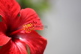 花,性質(zhì),廠