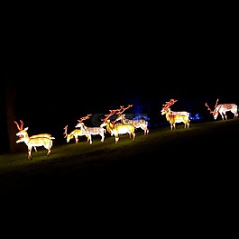 馴鹿,燈籠,夜
