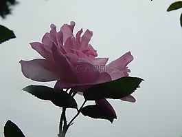 羅莎,粉紅色的花,開放