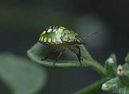 昆蟲,野生動物,自然
