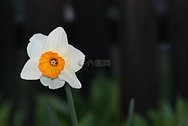 喇叭水仙,花卉,黄色