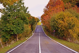 路,樹,秋