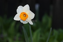 喇叭水仙,花卉,黄色