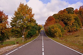 路,樹,秋