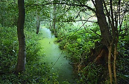 綠色,樹(shù),森林
