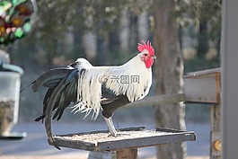 公雞,喂鳥器,羽毛