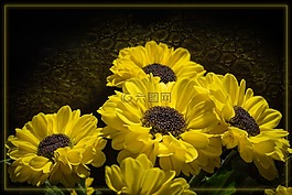 花,開花,黃色