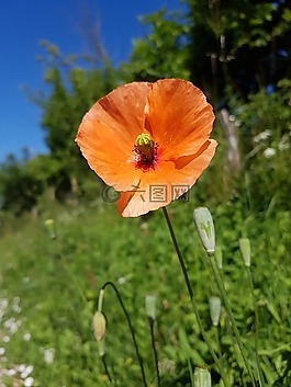 花,藍(lán)色,天空