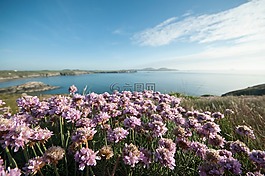 海,水,海岸