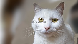 貓,動物,家貓