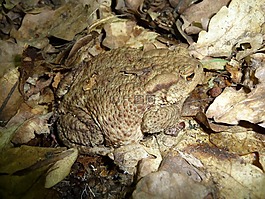 歐洲蟾蜍,特寫(xiě),偽裝
