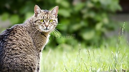 貓,動物,家貓