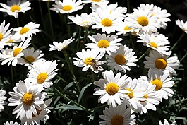 雛菊,蜜蜂,夏季
