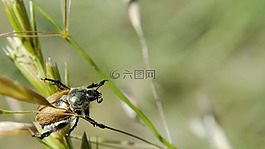 甲蟲,金龜子,動物
