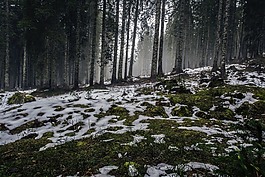 林,雪,冬天