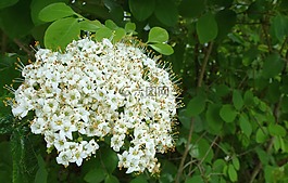 花,開花,春天