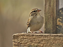鳥,野生動物,戶外