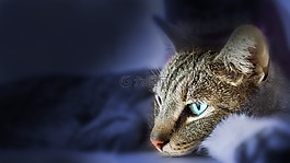 貓,動物,家貓