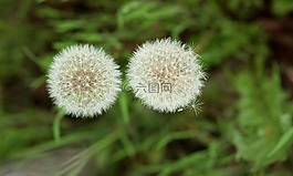 蒲公英,下,工廠