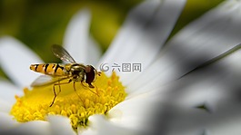 alaus,昆虫,双