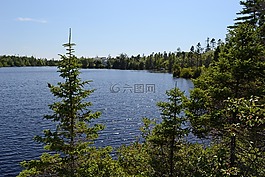 湖,樹,冷杉