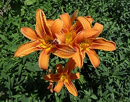 橙色,黃花菜,花