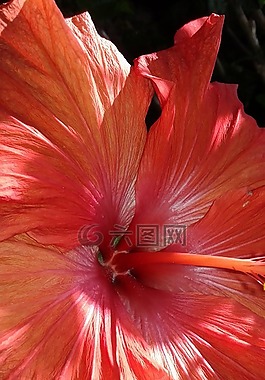 槿,粉紅色,花