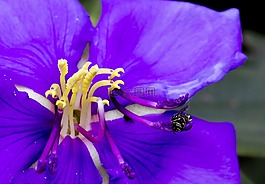蜜蜂,花,天性