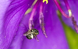 蜜蜂,花,天性