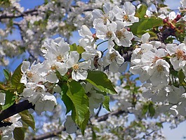 櫻桃,蜜蜂,鮮花
