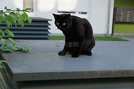 貓,黑色,動物