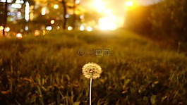 蒲公英,種子,池