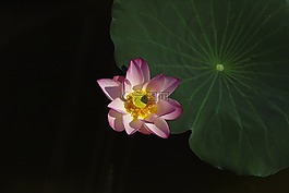 荷花,荷葉,安靜