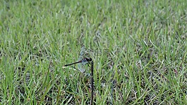 蜻蜓,公園,大自然