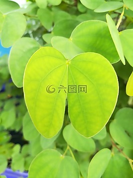 秋天的落葉,綠,性質(zhì)