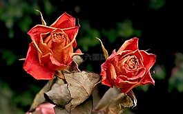 玫瑰,鮮花,干