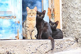 貓,動物,年輕的貓