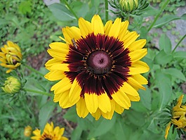 blanketflower,花園,黃色