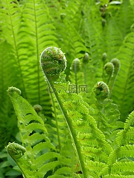 蕨類植物,春,新