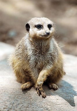 哺乳動物,野生動物,可愛