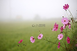 大自然,夏天,鮮花