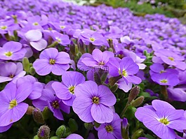 紫色,鮮花,高山