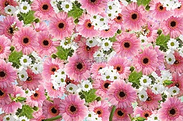 非洲菊,切花,開花