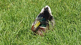 鴨,綠頭鴨,鳥