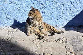 自然,動物,野生動物
