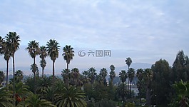 棕櫚樹,綠色,天空