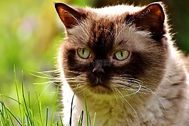 英国短毛猫,猫,mieze