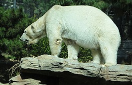 北極熊,動(dòng)物園,白