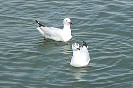 鳥,海鷗,動(dòng)物