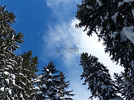 杉木,冷杉,樹木
